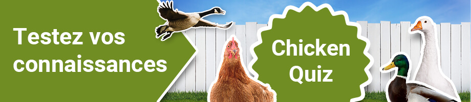 Testez vos connaissances sur la grippe aviaire